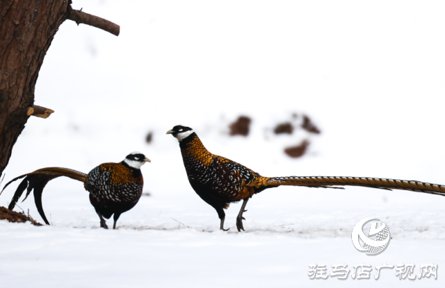 泌陽(yáng)銅山湖驚現(xiàn)雪中美麗的珍稀瀕危鳥(niǎo)類(lèi)白冠長(zhǎng)尾雉