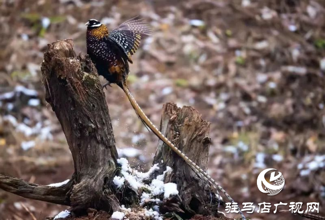 泌陽(yáng)銅山湖驚現(xiàn)雪中美麗的珍稀瀕危鳥(niǎo)類(lèi)白冠長(zhǎng)尾雉