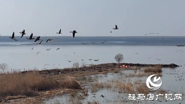 寒冬，他們在宿鴨湖濕地守護候鳥