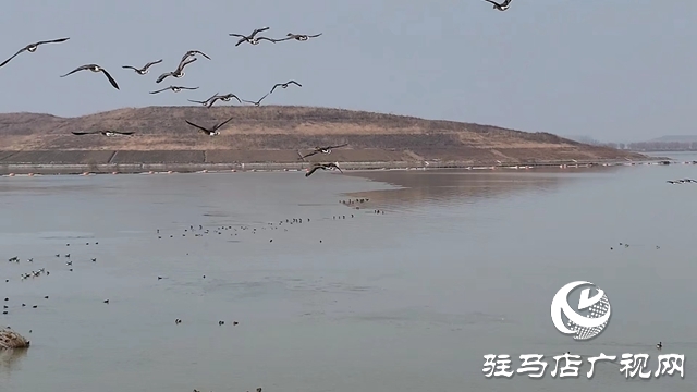 寒冬，他們在宿鴨湖濕地守護候鳥