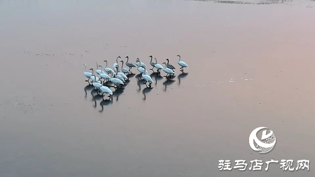 寒冬，他們在宿鴨湖濕地守護候鳥