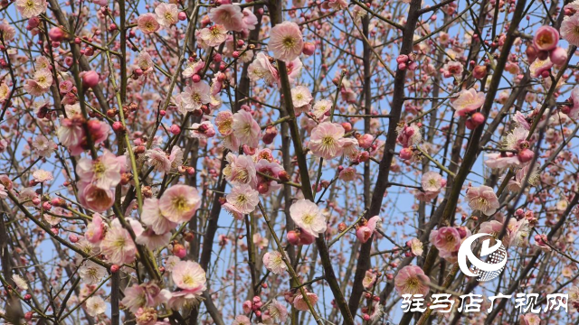 遂平：嵖岈山600畝梅園花開迎春來