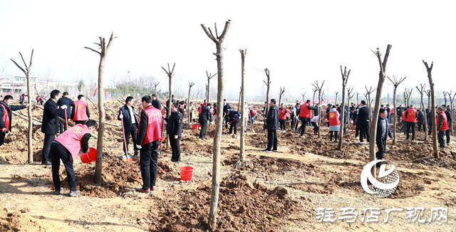 驛城區(qū)：植樹添新綠 不負好春光