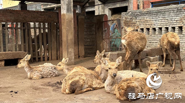 駐馬店市南海動物園：承載幾代人的美好回憶