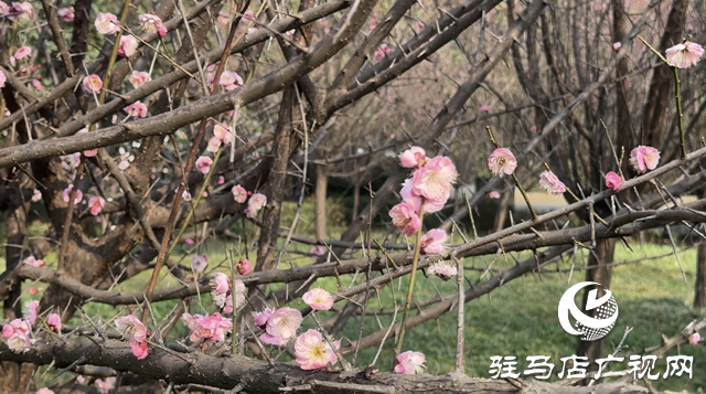 梅花綻放春意濃 踏青賞花正當時