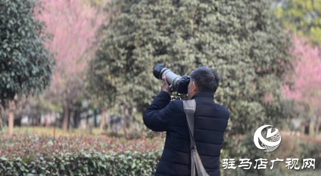 梅花綻放春意濃 踏青賞花正當時