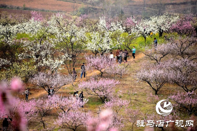 萬畝花田，駐馬店又一春天美景打卡地