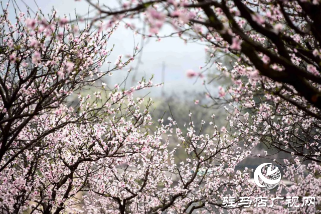 萬畝花田，駐馬店又一春天美景打卡地