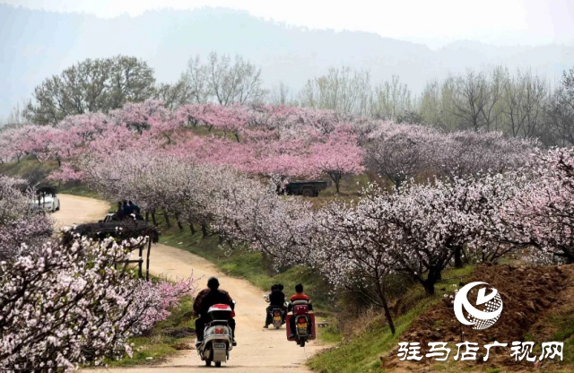 萬畝花田，駐馬店又一春天美景打卡地