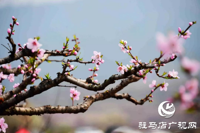 萬畝花田，駐馬店又一春天美景打卡地