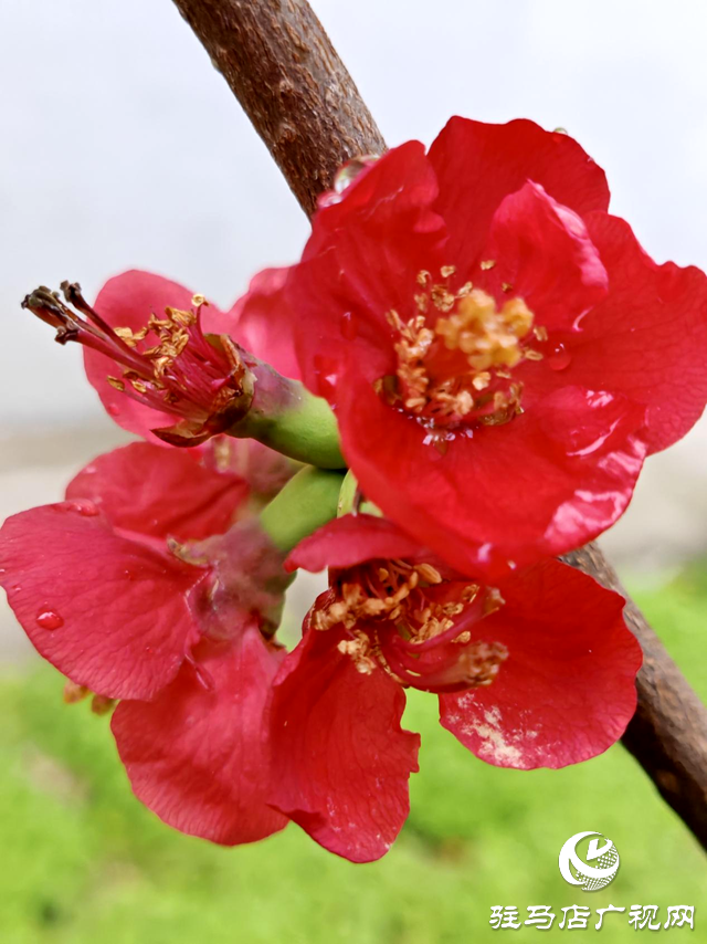 雨潤(rùn)海棠紅