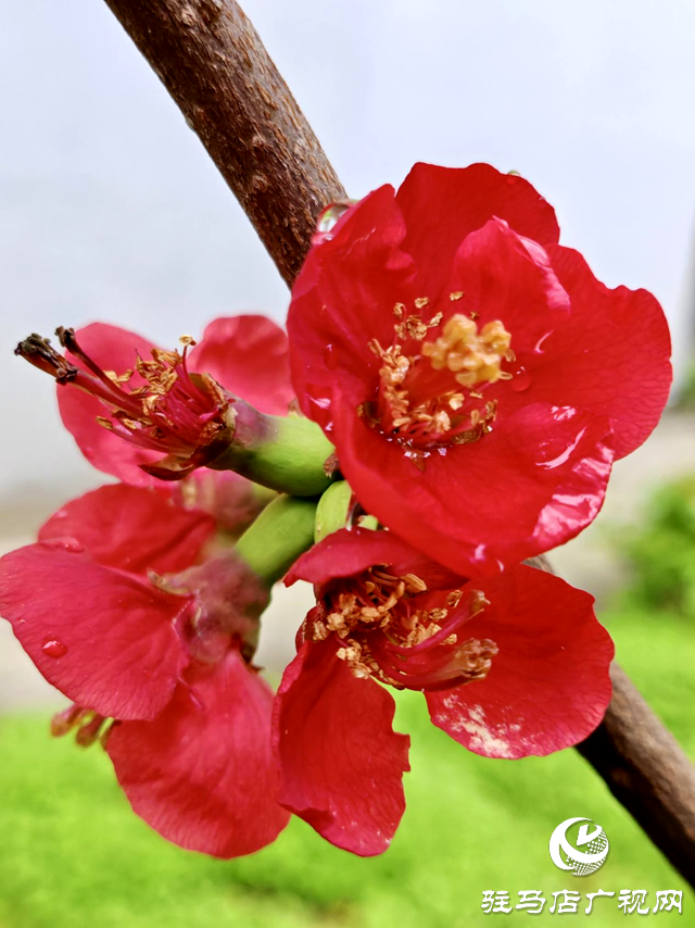 雨潤(rùn)海棠紅