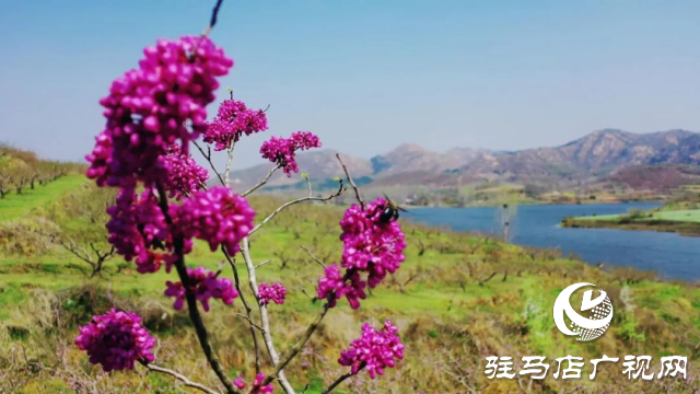 泌陽縣馬谷田鎮(zhèn)郭莊水庫：千樹萬樹桃花梨花開