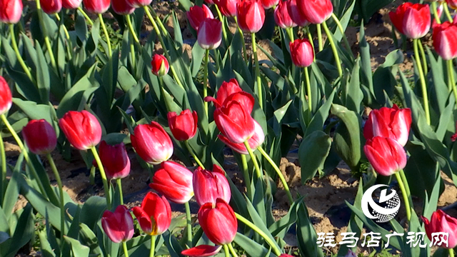 嵖岈山溫泉小鎮(zhèn)郁金香園：美麗花海助力旅游經(jīng)濟發(fā)展