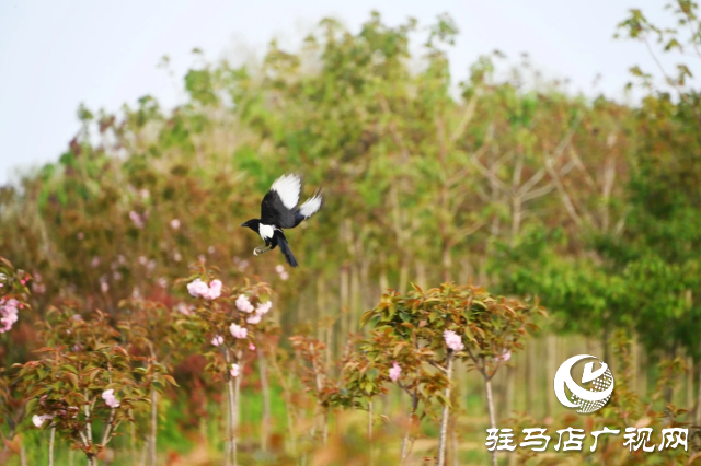 泌陽縣：櫻花爛漫綻放 錦繡春山如畫卷