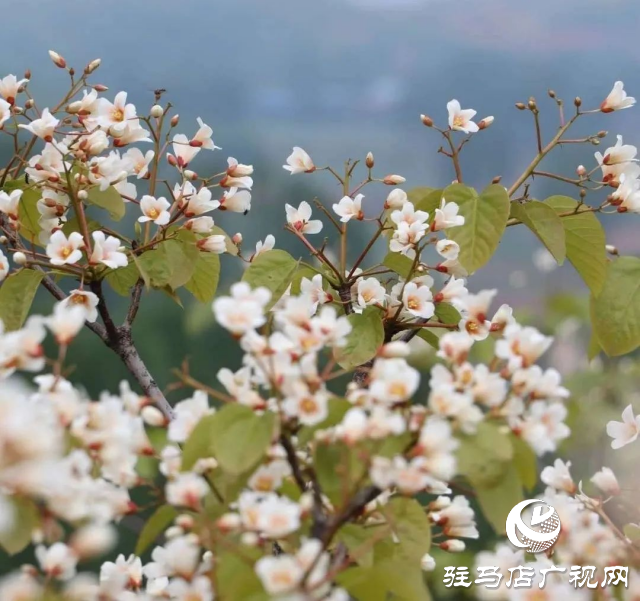 泌陽(yáng)縣：花開(kāi)時(shí)節(jié) 油桐花開(kāi)醉人心