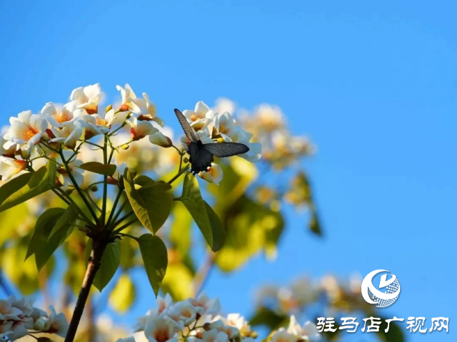 泌陽(yáng)縣：花開(kāi)時(shí)節(jié) 油桐花開(kāi)醉人心