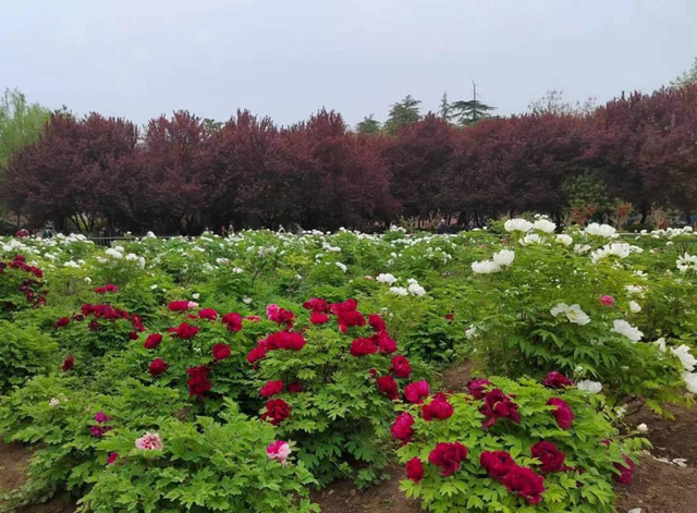 駐馬店南海公園：牡丹次第開 國色綻芳容