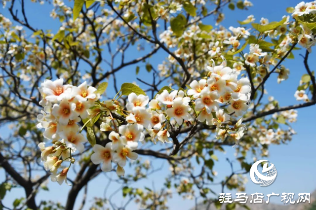 泌陽(yáng)縣：花開(kāi)時(shí)節(jié) 油桐花開(kāi)醉人心