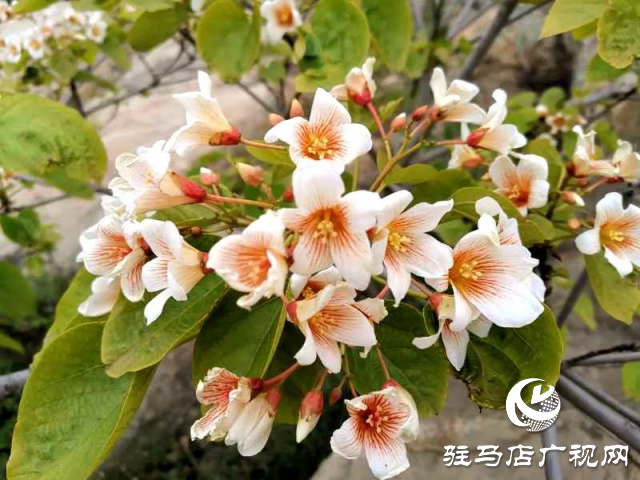 泌陽(yáng)縣：花開(kāi)時(shí)節(jié) 油桐花開(kāi)醉人心