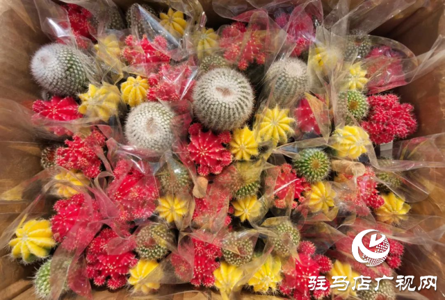 泌陽：用花卉點(diǎn)綴美好生活