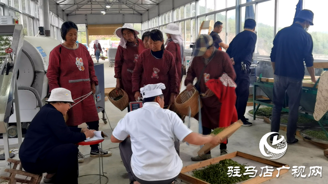 確山縣瓦崗鎮(zhèn)狼頭寨：不負春光采茶忙