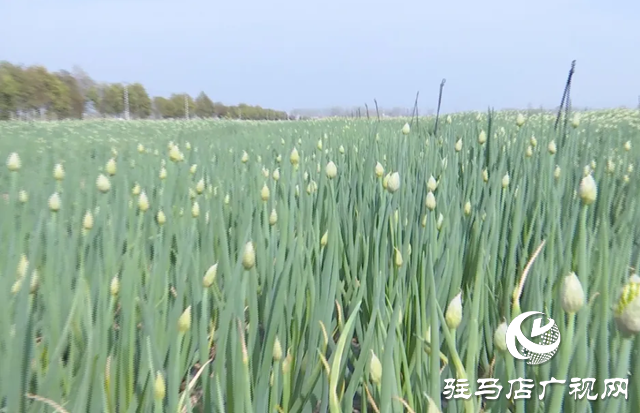 上蔡縣邵店鎮(zhèn)后楊村：小香蔥種植讓村民的生活越來越富裕