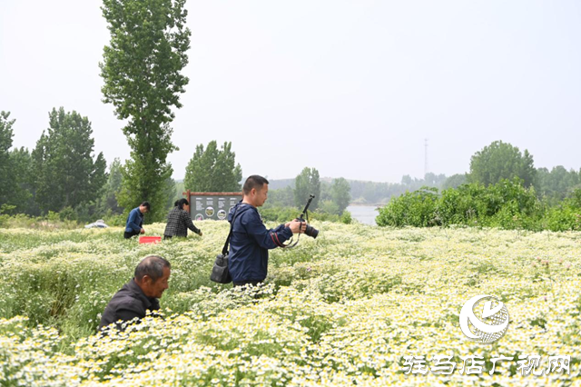 洋甘菊迎來盛花期 多家媒體代表走進(jìn)泌陽縣王店鎮(zhèn)采風(fēng)