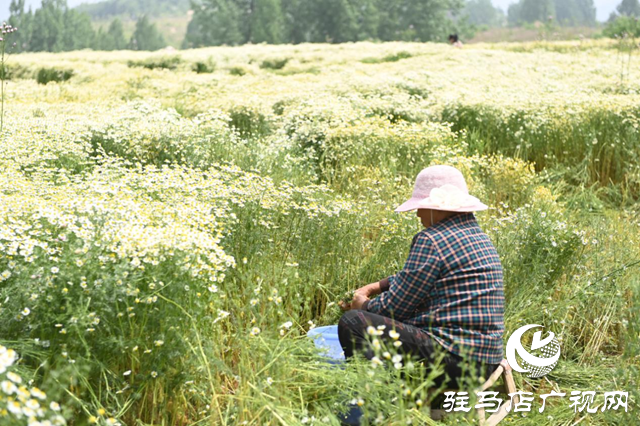 泌陽(yáng)縣王店鎮(zhèn)：發(fā)展芳香產(chǎn)業(yè) 助力鄉(xiāng)村振興