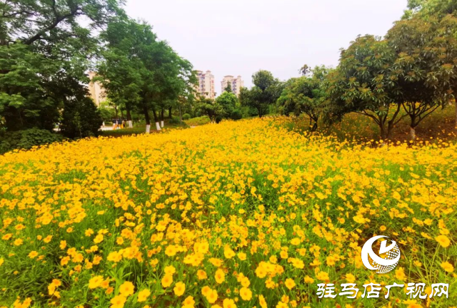 泌陽各公園黃金菊怒放 點亮城市風(fēng)景線