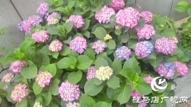 泌陽縣：初夏繡球花絢爛綻放 扮靚城市街角