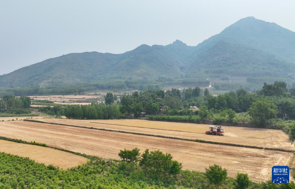 河南山東等地小麥陸續(xù)開(kāi)鐮收割