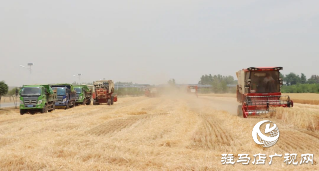 風(fēng)吹麥浪送酒香 蔡洪坊釀酒專用糧種植基地萬畝優(yōu)質(zhì)小麥開鐮收割