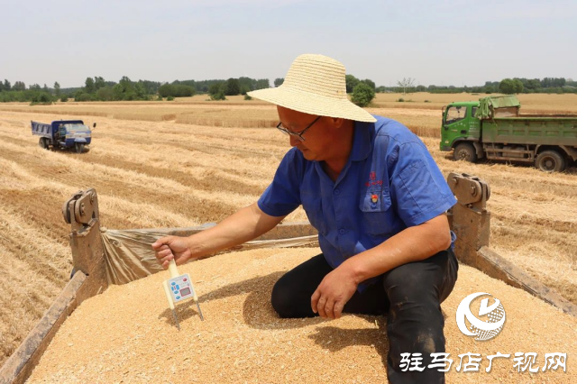 風(fēng)吹麥浪送酒香 蔡洪坊釀酒專用糧種植基地萬畝優(yōu)質(zhì)小麥開鐮收割