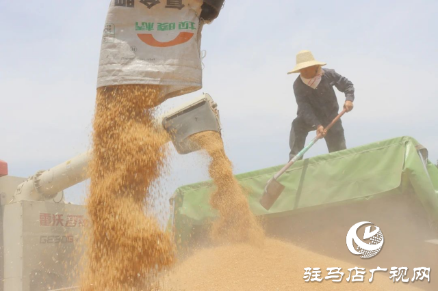 風(fēng)吹麥浪送酒香 蔡洪坊釀酒專用糧種植基地萬畝優(yōu)質(zhì)小麥開鐮收割