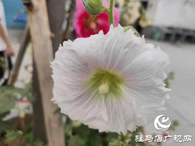 新蔡：蜀葵花開格外美 亭亭玉立展風采