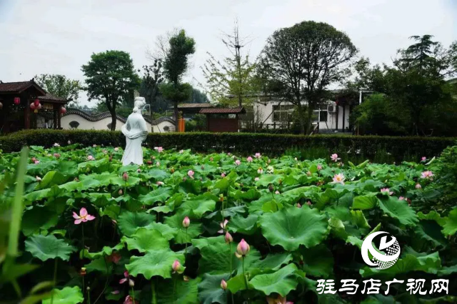 荷花綻放泌陽 清晨賞花正當時