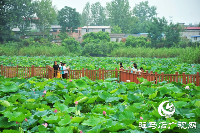 荷花綻放泌陽 清晨賞花正當時