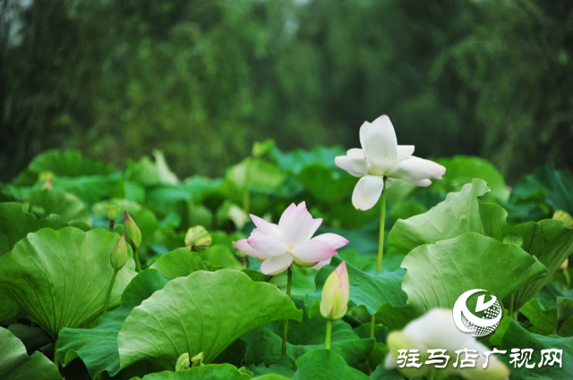 荷花綻放泌陽 清晨賞花正當時