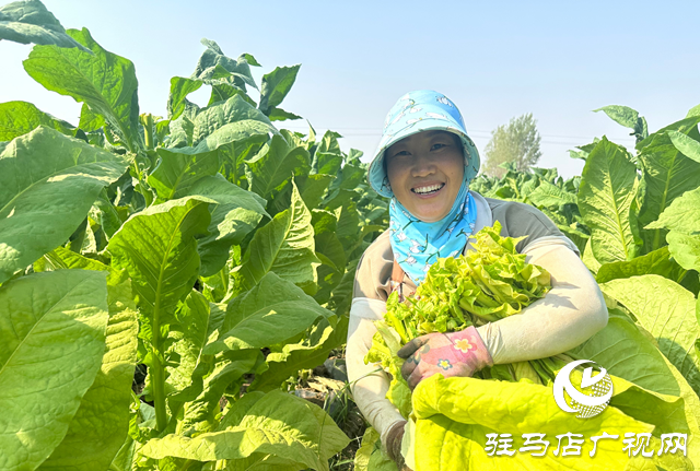 泌陽(yáng)縣郭集鎮(zhèn)：煙葉種植讓群眾在家門(mén)口吃上“產(chǎn)業(yè)飯”