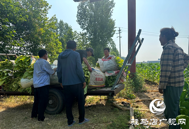 泌陽(yáng)縣郭集鎮(zhèn)：煙葉種植讓群眾在家門(mén)口吃上“產(chǎn)業(yè)飯”