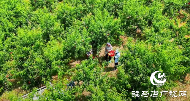 出彩新農(nóng)人||李彬：返鄉(xiāng)創(chuàng)業(yè)打造“花果山”助農(nóng)增收