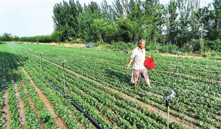 夏至丨萬物盛極時(shí) 美好伴夏生