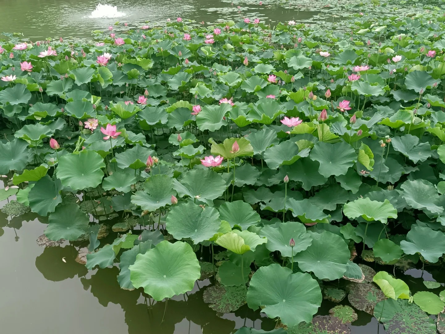 夏至丨萬物盛極時(shí) 美好伴夏生