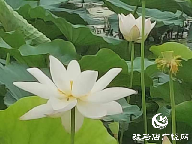 新蔡縣頓崗鄉(xiāng)：荷花映日風(fēng)情美 碧葉輕搖雅韻