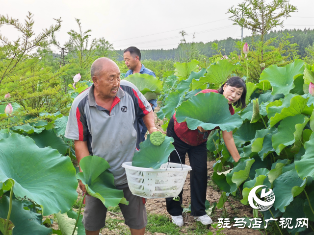 平輿縣楊埠鎮(zhèn)陳凡村：大力發(fā)展“蓮經(jīng)濟”讓小小蓮子成為鄉(xiāng)村振興的大產(chǎn)業(yè)