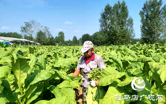 泌陽(yáng)縣王店鎮(zhèn)：“金葉”飄香季 煙農(nóng)“趕烤”忙