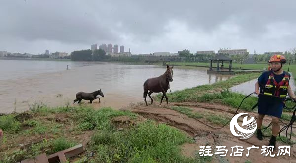 泌陽縣：四匹馬被困洪流 消防成功救援上岸