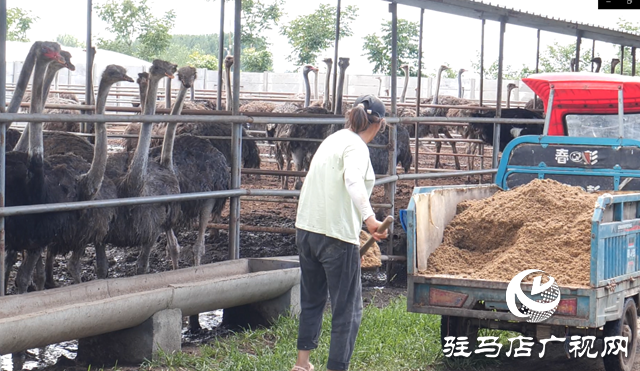 西平縣蔡寨回族鄉(xiāng)馮張莊村：養(yǎng)鴕鳥助增收