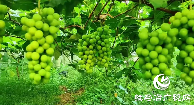 退役軍人羅貴立：特色農(nóng)業(yè)種植助力鄉(xiāng)村振興